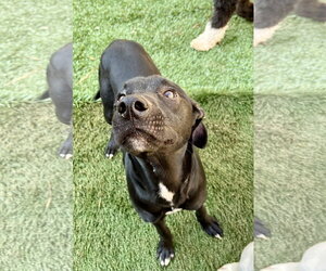 Labrador Retriever-Unknown Mix Dogs for adoption in Ball Ground, GA, USA