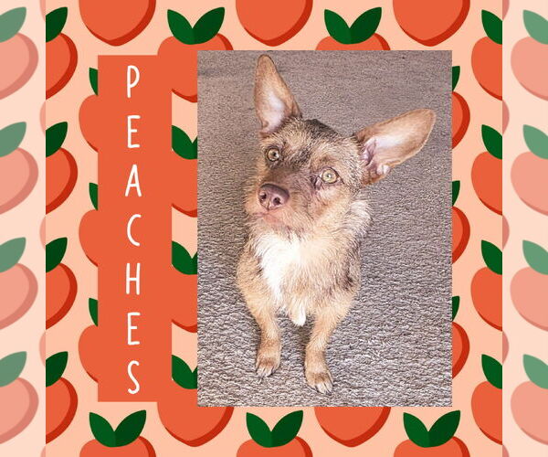 Medium Photo #1 Mutt Puppy For Sale in Littleton, CO, USA