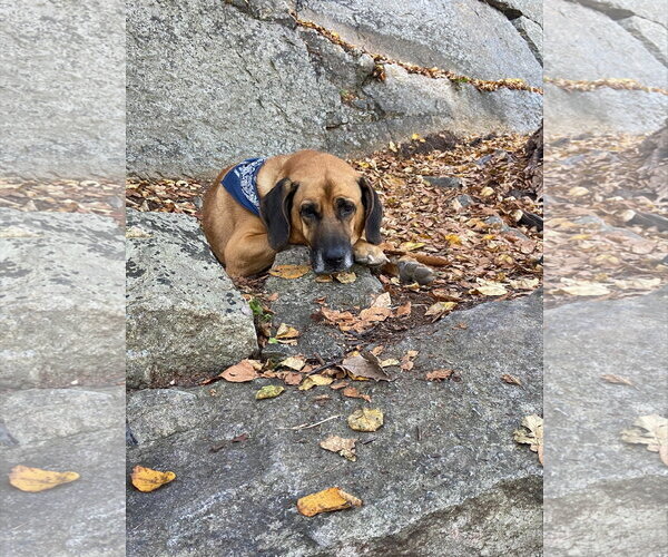 Medium Photo #3 German Shepherd Dog-Redbone Coonhound Mix Puppy For Sale in Orlando, FL, USA