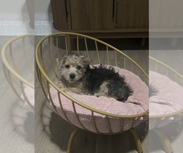 Medium Photo #1 Yorkshire Terrier Puppy For Sale in ORLANDO, FL, USA