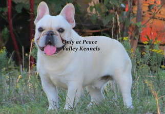 French Bulldog Puppy for sale in PEACE VALLEY, MO, USA