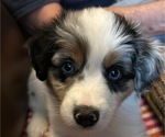 Puppy Puppy 4 Miniature Australian Shepherd