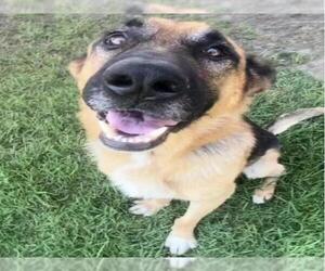 German Shepherd Dog Dogs for adoption in Riverside, CA, USA