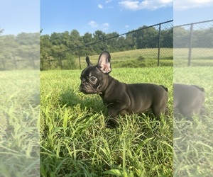 French Bulldog Puppy for sale in TRACYS LANDING, MD, USA