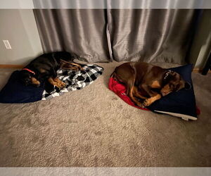 Misty - Female Doberman Pinscher Dog for Adoption - Photo #4