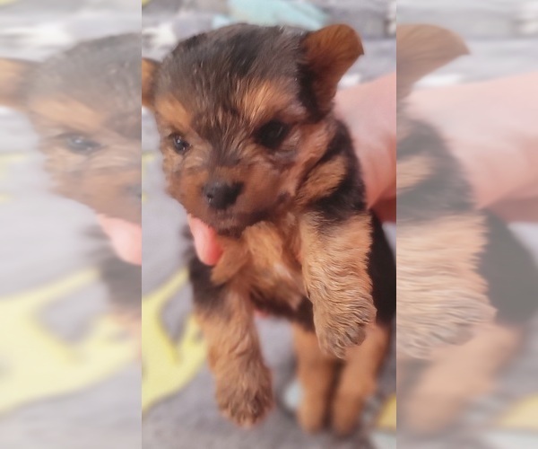 Medium Photo #61 Yorkshire Terrier Puppy For Sale in AKRON, OH, USA