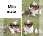 Small #6 Shih Tzu