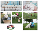 Small Photo #11 Maremma Sheepdog Puppy For Sale in CONWAY, MO, USA