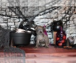 Small Photo #26 Chihuahua Puppy For Sale in CHARLESTON, AR, USA