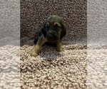 Puppy 2 Bloodhound