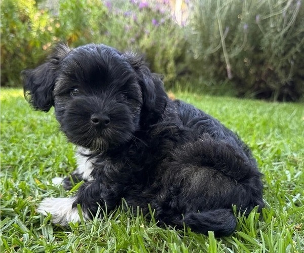 Medium Photo #3 Havanese Puppy For Sale in BRISBANE, CA, USA