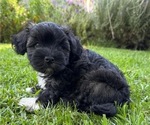 Small #2 Havanese