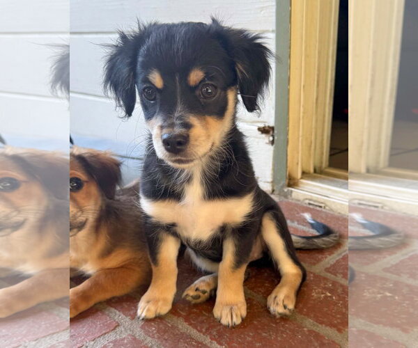 Medium Photo #4 Chihuahua-Colonial Cocker Spaniel Mix Puppy For Sale in Corona, CA, USA