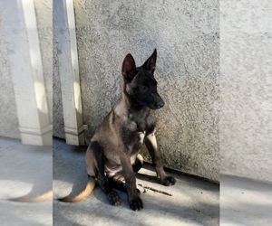 Belgian Malinois Puppy for sale in STOCKTON, CA, USA