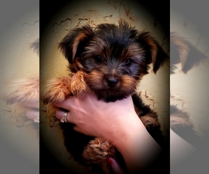 Yorkshire Terrier Puppy for sale in NIANGUA, MO, USA
