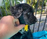 Small Photo #7 Golden Mountain Doodle  Puppy For Sale in AUBURNDALE, FL, USA