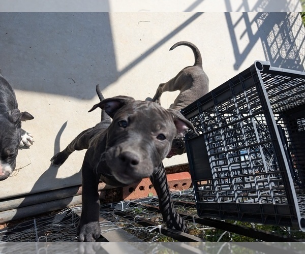 Medium Photo #5 American Pit Bull Terrier Puppy For Sale in SPTBG, SC, USA