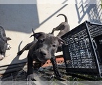 Small Photo #11 American Pit Bull Terrier Puppy For Sale in SPTBG, SC, USA