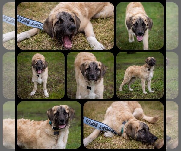 Medium Photo #7 Anatolian Shepherd-Unknown Mix Puppy For Sale in Plymouth, MN, USA