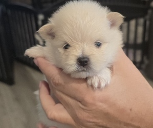 Medium Pomeranian