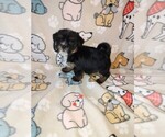 Small Shorkie Tzu