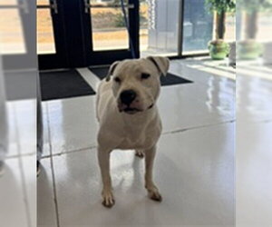 Staffordshire Bull Terrier-Unknown Mix Dogs for adoption in Temple, TX, USA