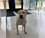 Small Staffordshire Bull Terrier Mix