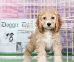 Small Photo #1 Cocker Spaniel Puppy For Sale in BEL AIR, MD, USA
