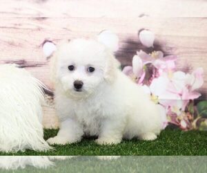 Bichon Frise Puppy for sale in MARIETTA, GA, USA