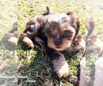 Puppy Dexter Aussiedoodle Miniature -Shih Tzu Mix