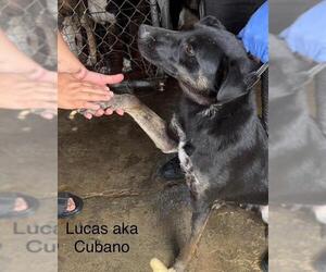 Alaskan Malamute-Unknown Mix Dogs for adoption in Fallbrook, CA, USA