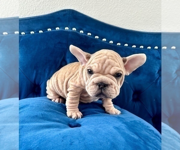 Medium Photo #24 French Bulldog Puppy For Sale in CHARLESTON, SC, USA