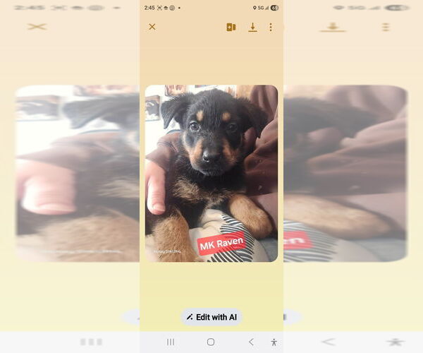 Medium Photo #1 Shepweiller Puppy For Sale in Foristell, MO, USA