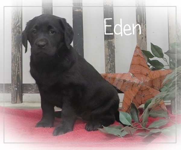 Medium Photo #2 Labrador Retriever Puppy For Sale in BULLTOWN, PA, USA