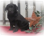 Small Photo #2 Labrador Retriever Puppy For Sale in BULLTOWN, PA, USA