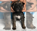 Small Photo #6 Presa Canario Puppy For Sale in VERONA, KY, USA