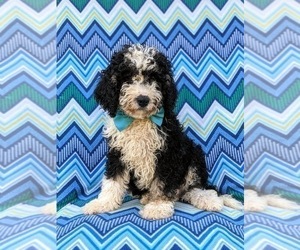 Bernedoodle (Miniature) Puppy for sale in OXFORD, PA, USA