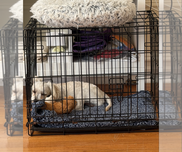 Medium Photo #7 Maltese-Unknown Mix Puppy For Sale in Brooklyn, NY, USA