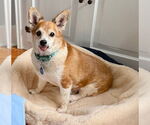 Small #17 Chi-Corgi