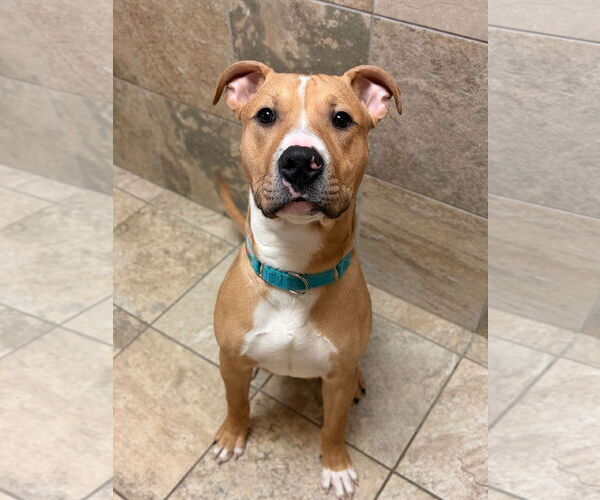 Medium Photo #2 Mutt Puppy For Sale in Jefferson, WI, USA