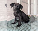 Small #1 Shepradors