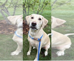 Labrador Retriever-Unknown Mix Dogs for adoption in Andover, MN, USA