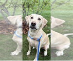 Tank Sinatra - Male Labrador Retriever-Unknown Mix Dog for Adoption - Small photo