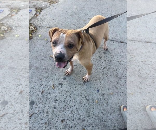 Medium Photo #4 Boxer-Unknown Mix Puppy For Sale in Escondido, CA, USA