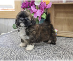 Small #4 Shih Tzu