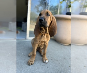 Bloodhound Dogs for adoption in TORRANCE, CA, USA