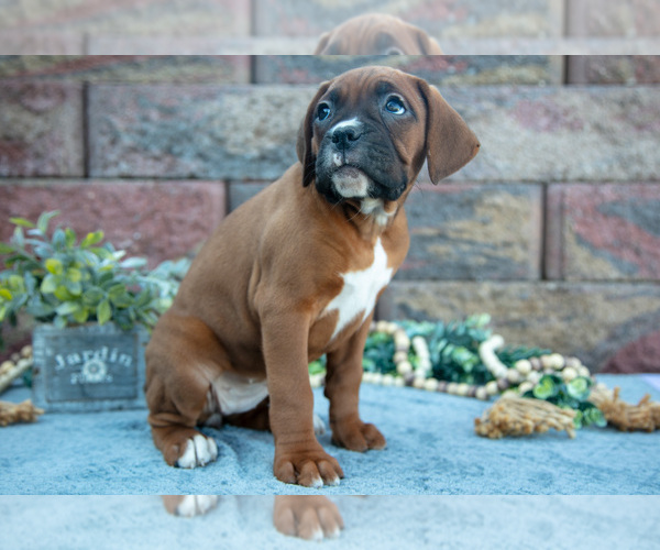 Medium Photo #3 Boxer Puppy For Sale in MIDDLEBURY, IN, USA
