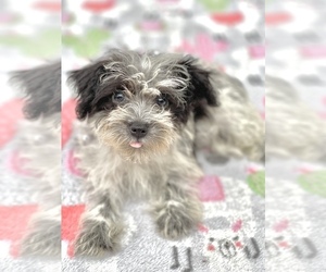 ShihPoo Puppy for sale in SAINT CLOUD, FL, USA