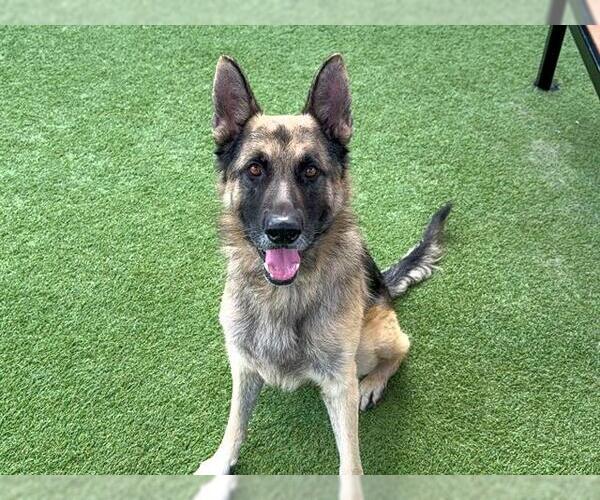 Medium Photo #2 German Shepherd Dog Puppy For Sale in Orange, CA, USA