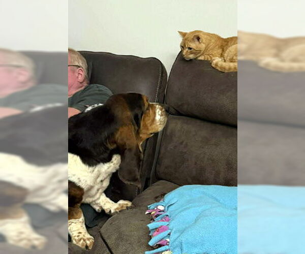 Medium Photo #4 Basset Hound Puppy For Sale in Deepwater, NJ, USA